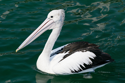 Pelican